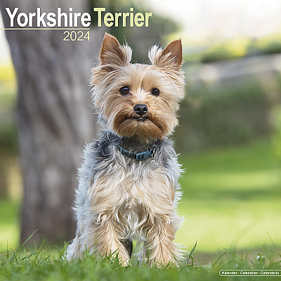 Yorkshire Terrier Calendar 2024 (Square)